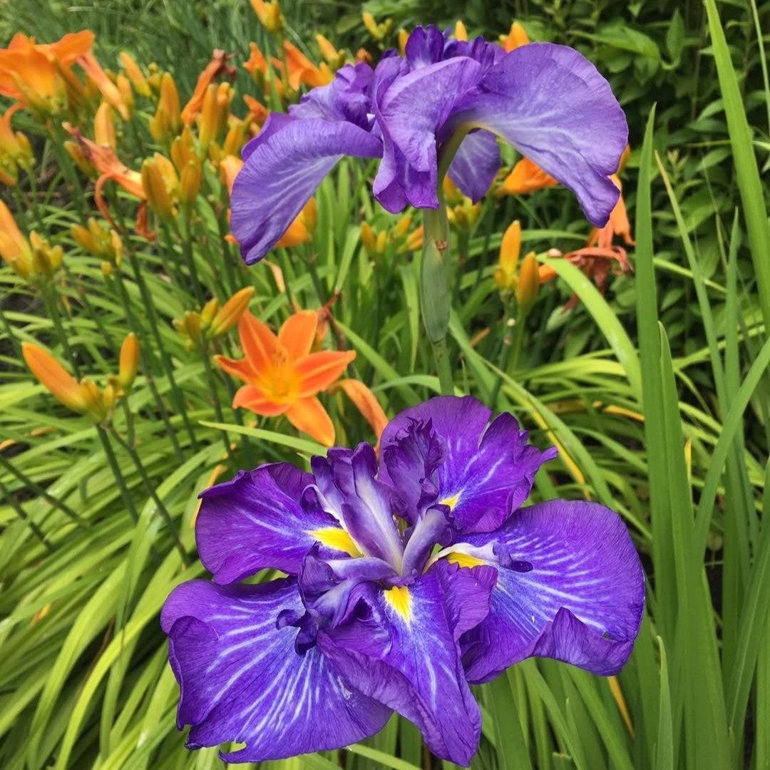 Iris ensata 'Electric Rays' ~ Electric Rays Japanese Iris-ServeScape