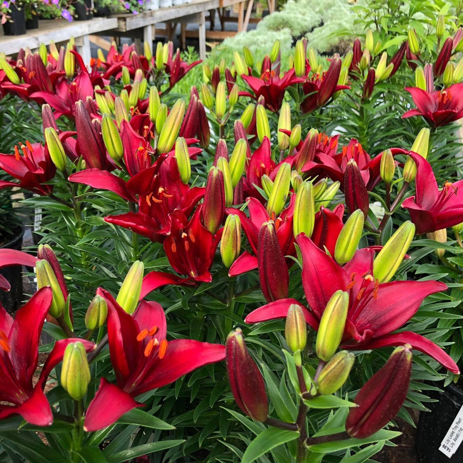 Lilium 'Tiny Ghost' ~ Tiny Ghost Asiatic Lily-ServeScape