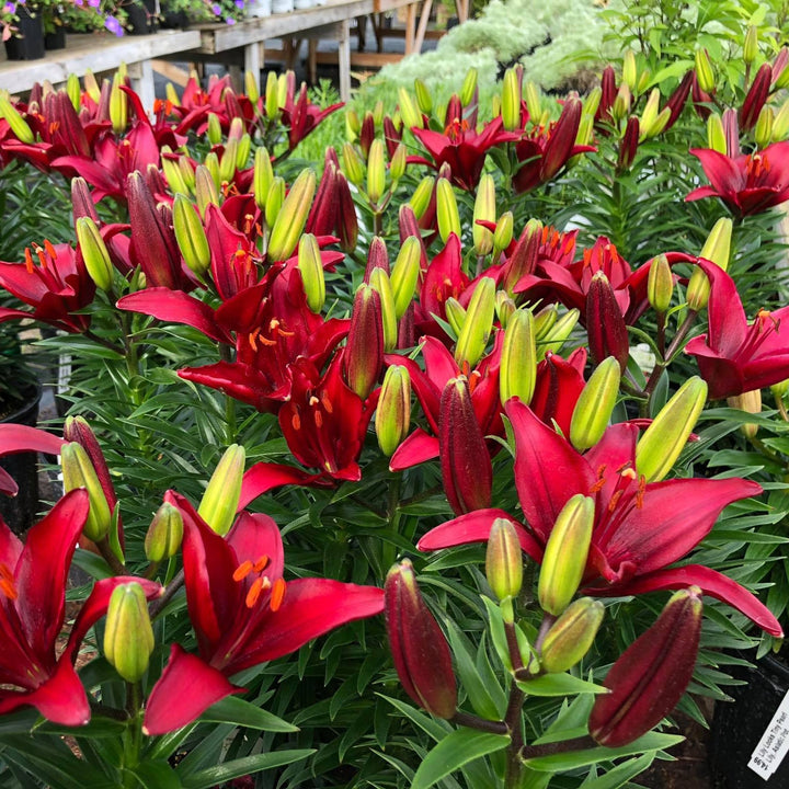 Lilium 'Tiny Ghost' ~ Tiny Ghost Asiatic Lily-ServeScape