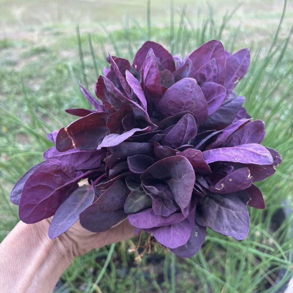 Atriplex hortensis ~ Purple Mountain Spinach, Orach-ServeScape
