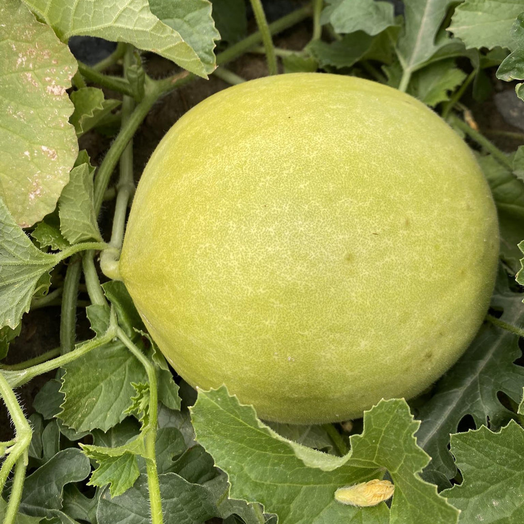 Cucumis melo 'Early Honeymoon' ~ Early Honeymoon Honeydew-ServeScape