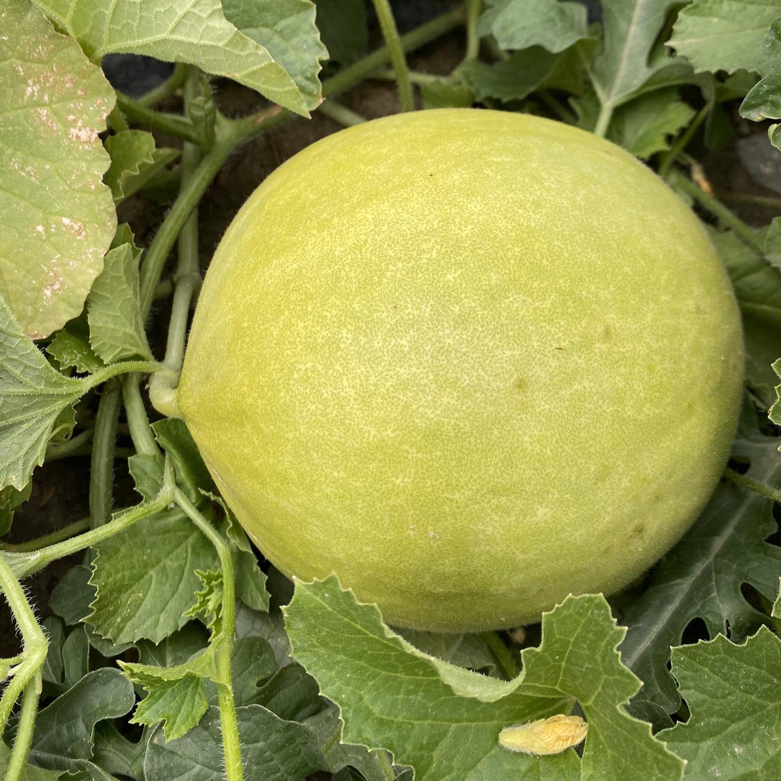 Cucumis melo 'Early Honeymoon' ~ Early Honeymoon Honeydew-ServeScape