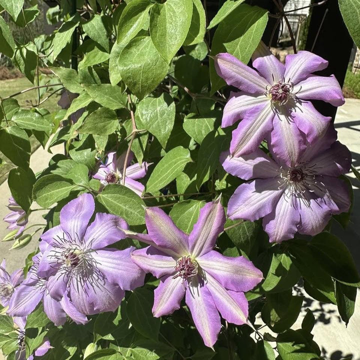 Clematis 'Joan Picton' ~ Joan Picton Clematis-ServeScape