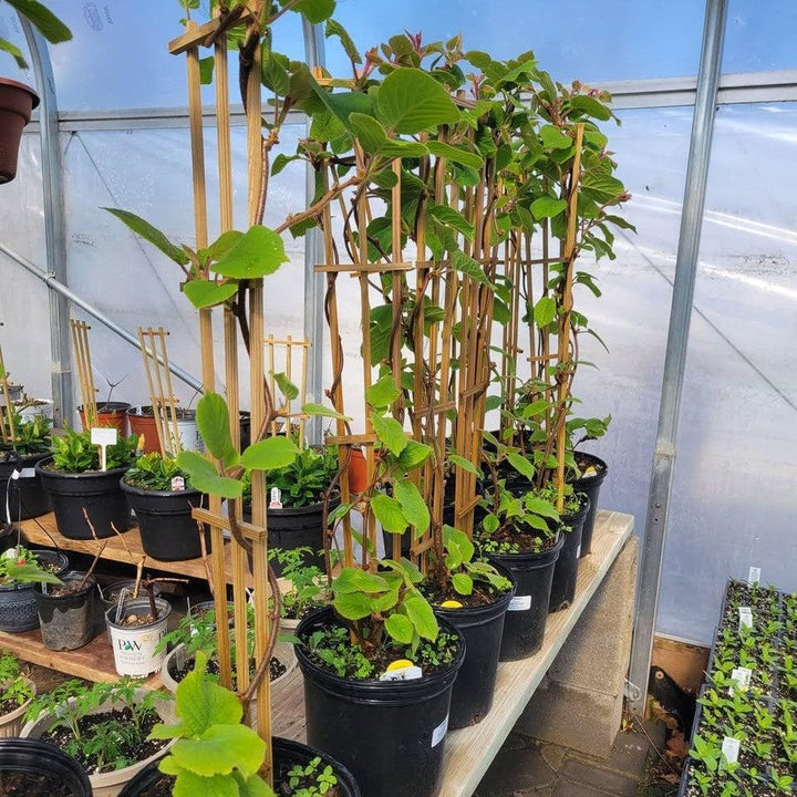Actinidia deliciosa 'Jenny' ~ Jenny Hardy Kiwi-ServeScape