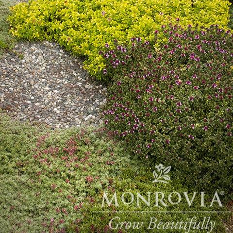 Thymus citriodorus 'Doone Valley' ~ Monrovia® Doone Valley Lemon Thyme-ServeScape