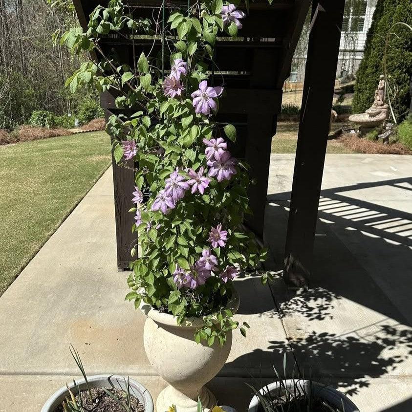 Clematis 'Joan Picton' ~ Joan Picton Clematis-ServeScape
