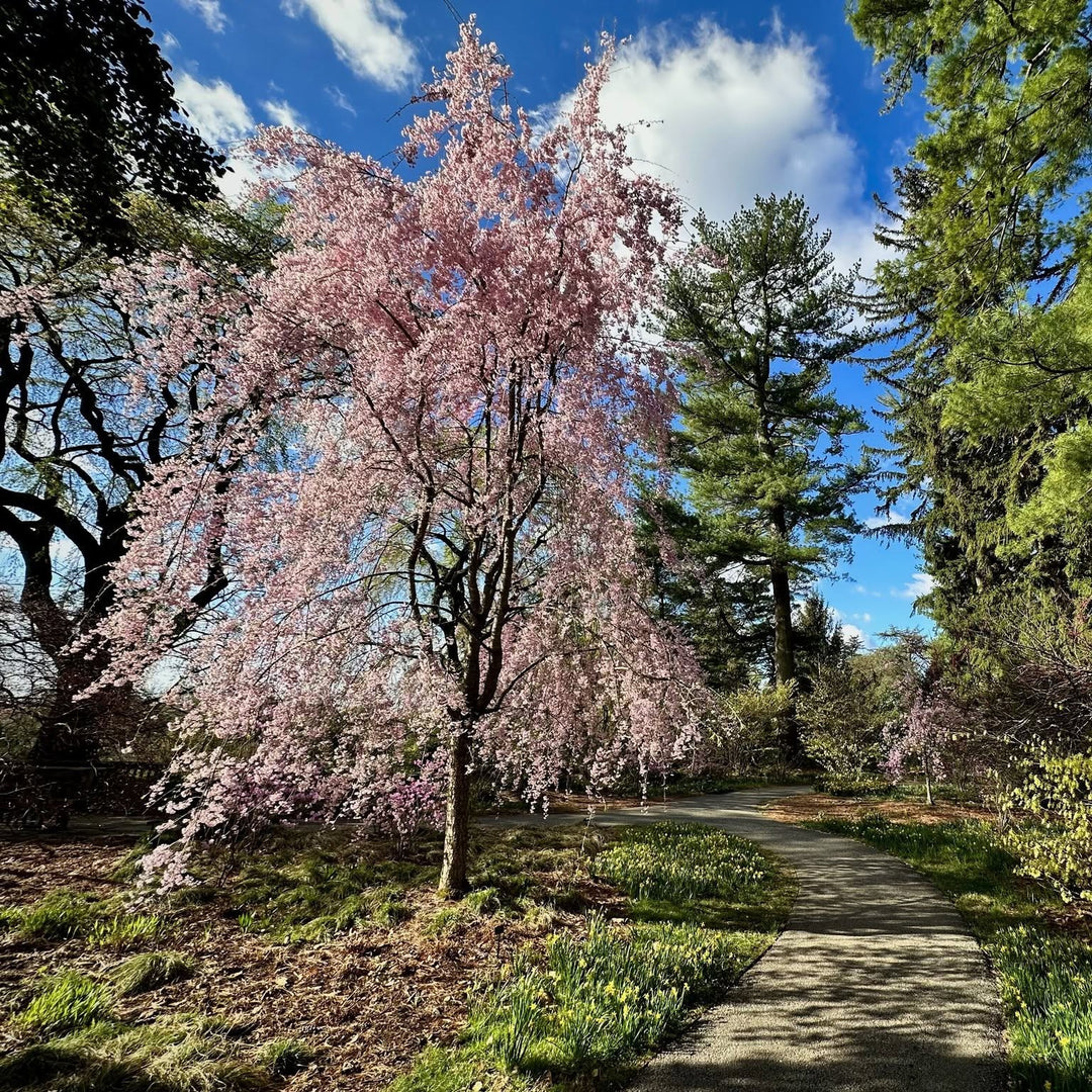 Prunus subhirtella 'Pendula Plena Rosea' ~ Weeping Double Higan Cherry-ServeScape