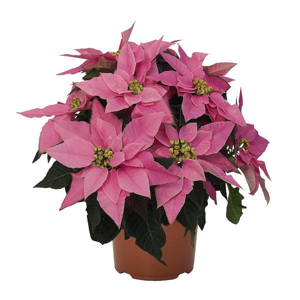 Euphorbia pulcherrima 'J'Adore Pink' ~ J'Adore Pink Poinsettia-ServeScape