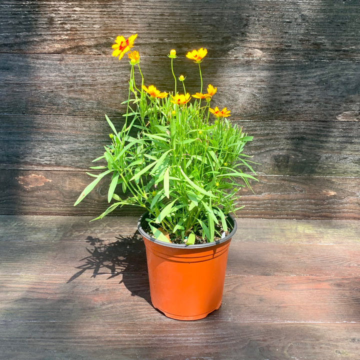 Coreopsis 'Baluptgonz' ~ Uptick™ Gold & Bronze Tickseed-ServeScape