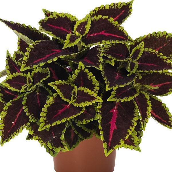 Solenostemon scutellarioides 'Main Street Alligator Alley' ~ Main Street Alligator Alley™ Coleus-ServeScape