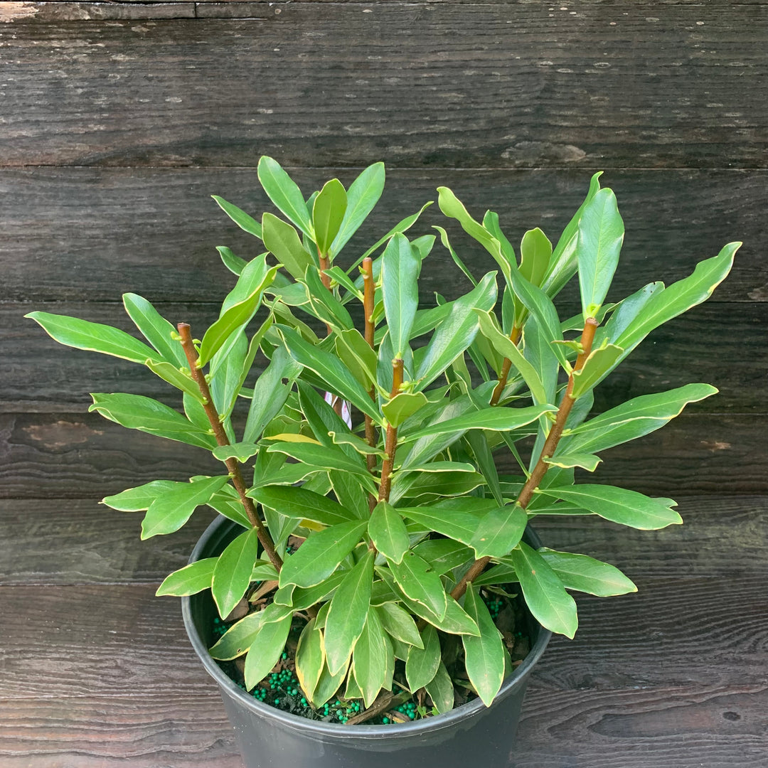 Daphne odora 'Aureomarginata' ~ Gold-Edged Winter Daphne-ServeScape