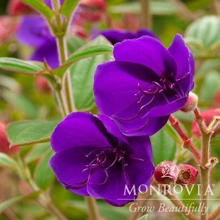 Tibouchina urvilleana ~ Monrovia® Princess Flower-ServeScape