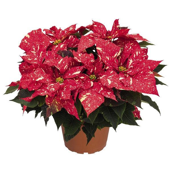 Euphorbia pulcherrima 'Red Glitter' ~ Red Glitter Poinsettia-ServeScape