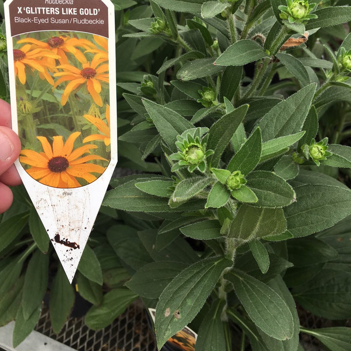 Rudbeckia x 'Glitters Like Gold' ~ Glitters Like Gold Black-Eyed Susan-ServeScape
