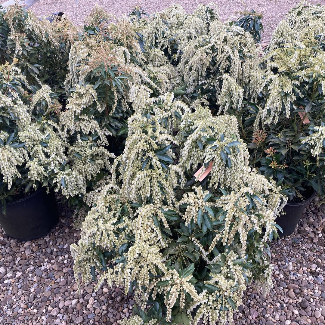 Pieris japonica 'Historyland Supreme' ~ Historyland Supreme Pieris-ServeScape