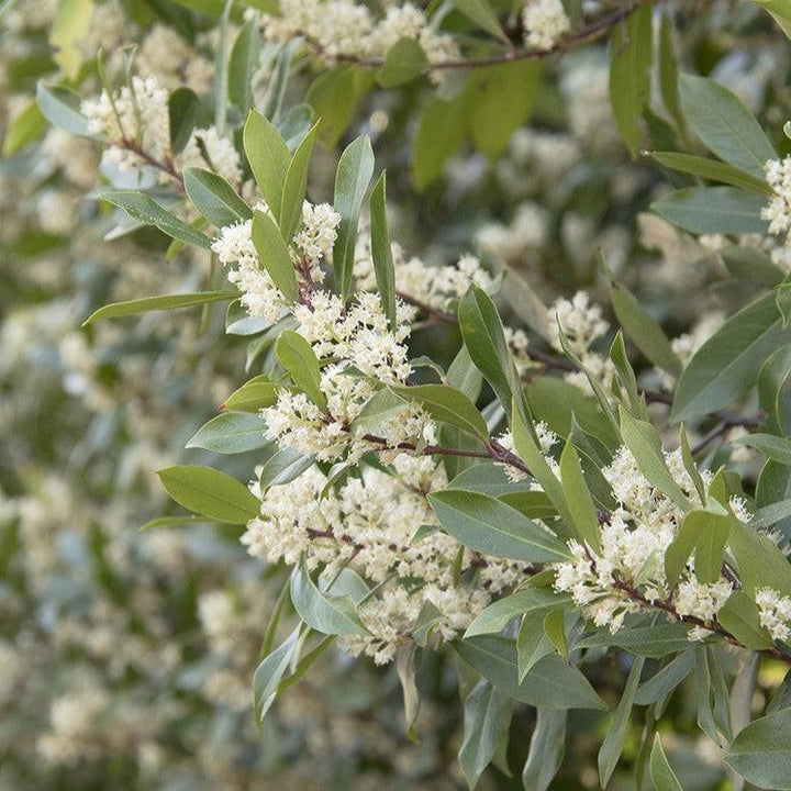 Prunus caroliniana 'Monus' ~ Monrovia® Bright & Tight Laurel-ServeScape