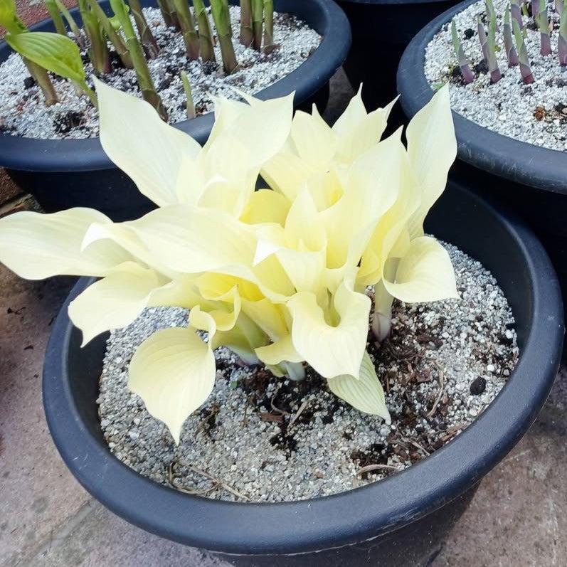Hosta 'White Feather' ~ White Feather Hosta-ServeScape