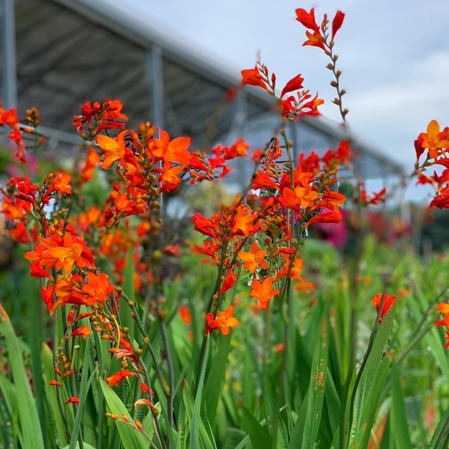 Crocosmia 'Orange Pekoe' ~ Orange Pekoe Crocosmia-ServeScape