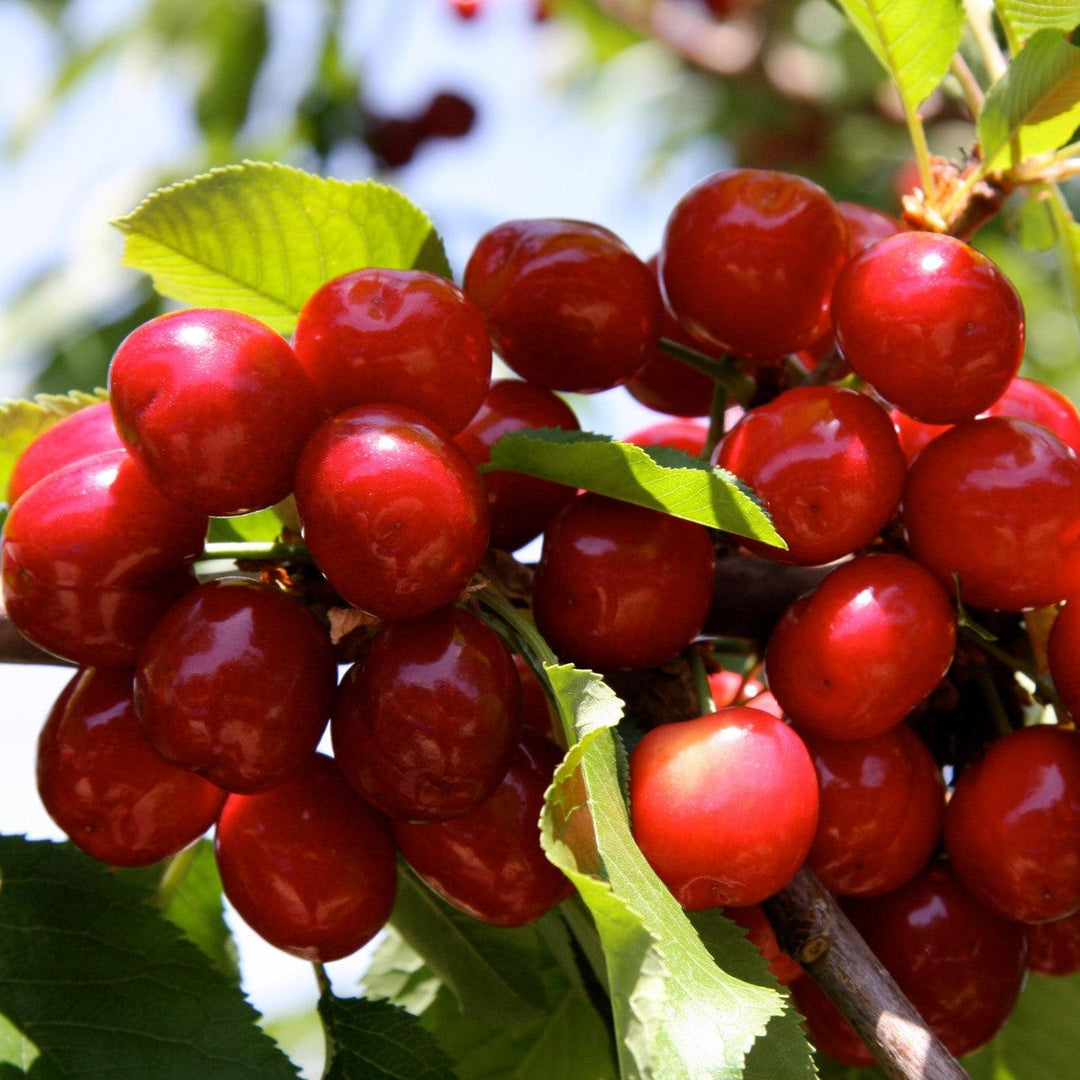 Prunus avium 'Coral Champagne' ~ Coral Champagne Sweet Cherry-ServeScape