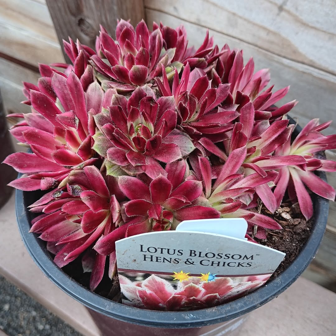 Sempervivum 'Lotus Blossom' ~ Chick Charms® Lotus Blossom Hens and Chicks-ServeScape