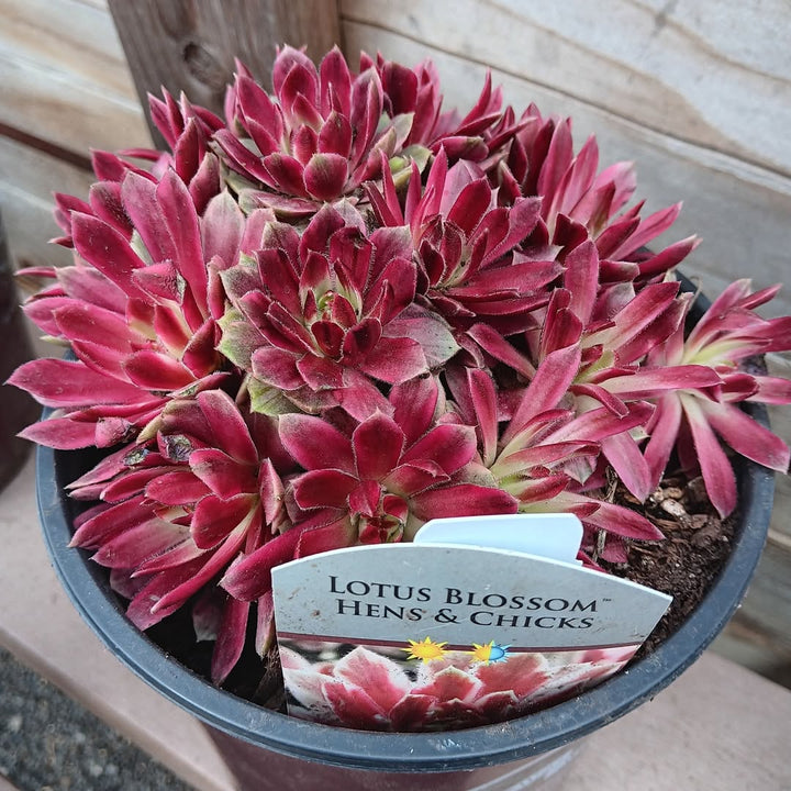 Sempervivum 'Lotus Blossom' ~ Chick Charms® Lotus Blossom Hens and Chicks-ServeScape