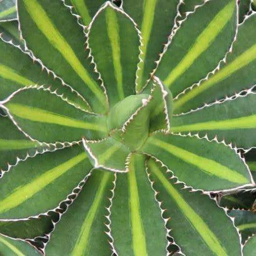Agave lophantha 'Splenda' ~ Splenda Agave-ServeScape