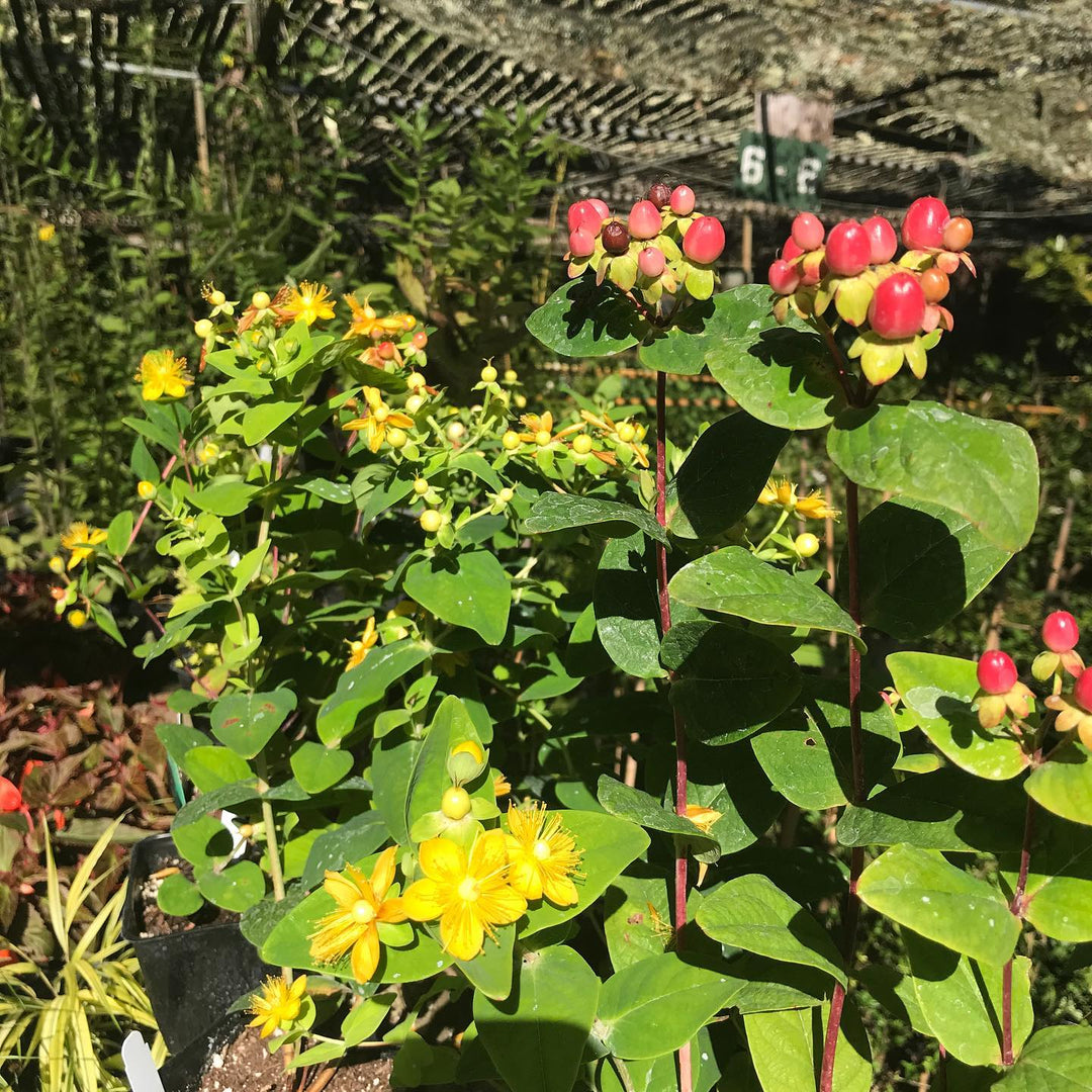 Hypericum x inodorum 'Allblommos' ~ Miracle ® Horizon St. John's Wort-ServeScape