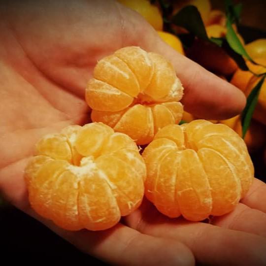 Citrus kinokuni ~ Kishu Mandarin, Georgia Kiss-ServeScape