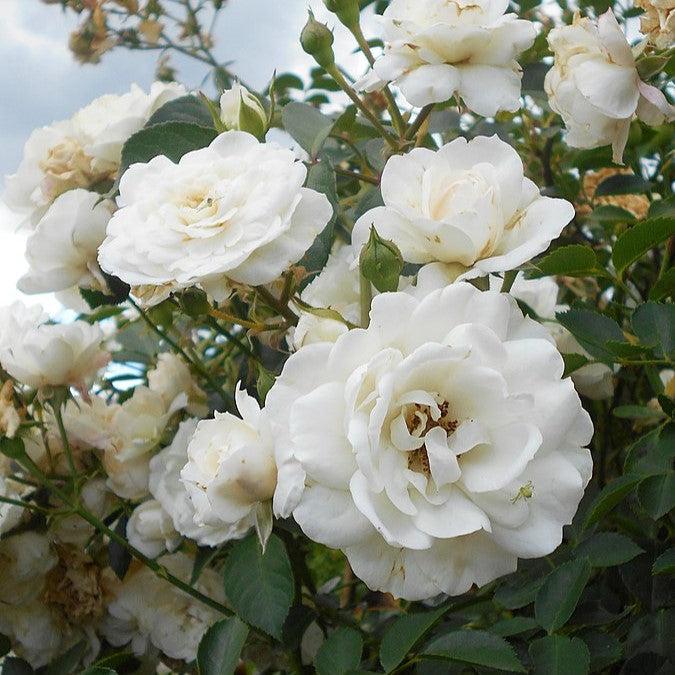 Rosa 'White Dawn' ~ White Dawn Rose-ServeScape