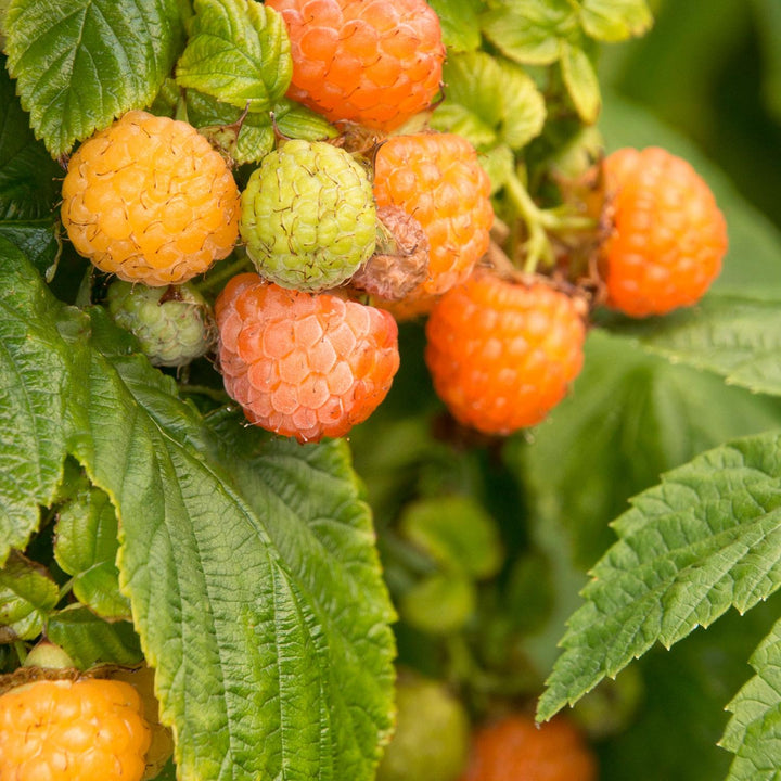Rubus idaeus var. strigosus 'Fall Gold' ~ Monrovia® Fall Gold Everbearing Raspberry-ServeScape
