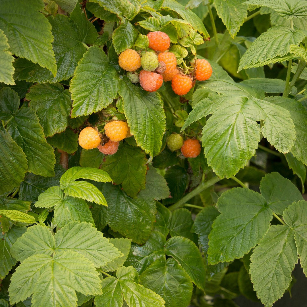 Rubus idaeus var. strigosus 'Fall Gold' ~ Monrovia® Fall Gold Everbearing Raspberry-ServeScape