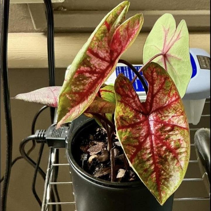 Caladium 'Lava Glow’ ~ Lava Glow Caladium-ServeScape