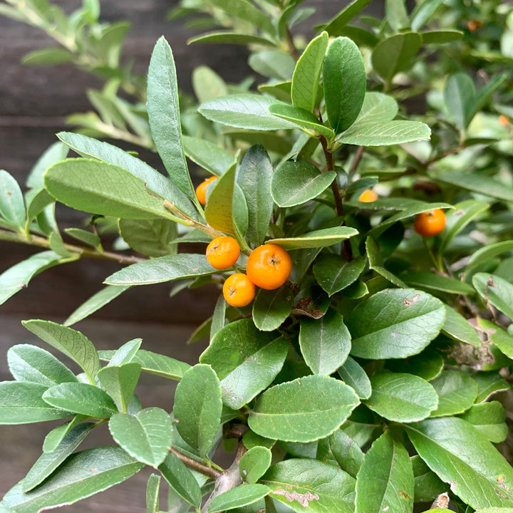 Pyracantha x 'Mohave' ~ Mohave Firethorn Shrub-ServeScape