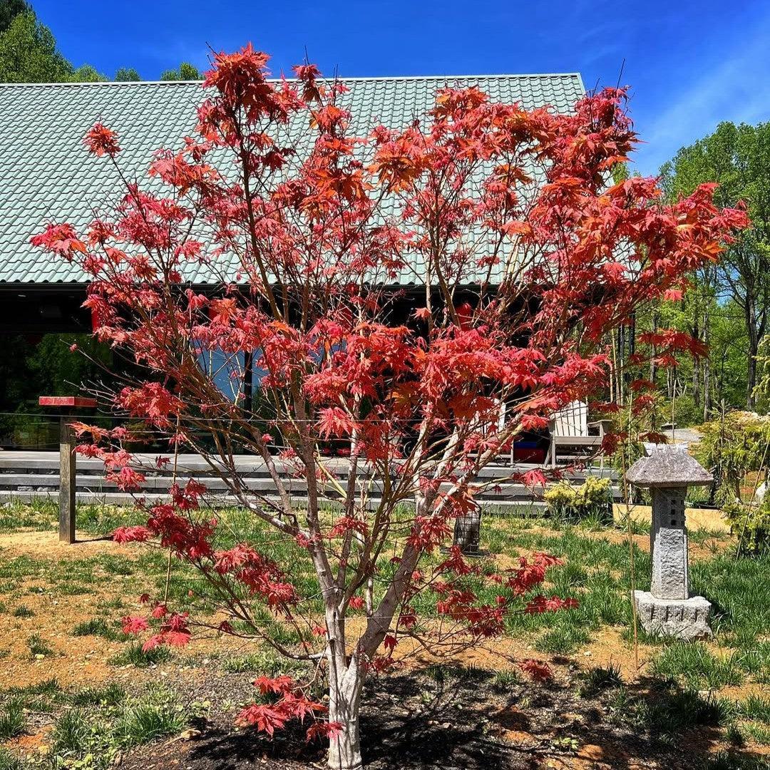 Acer palmatum 'Ariadne' ~ Ariadne Japanese Maple-ServeScape
