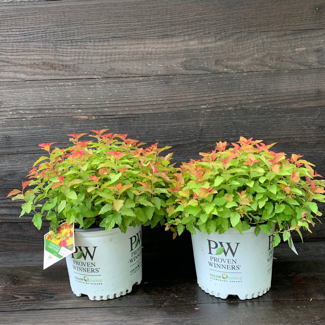 Spiraea japonica 'NCSX1' ~ Double Play® Candy Corn® Spirea-ServeScape