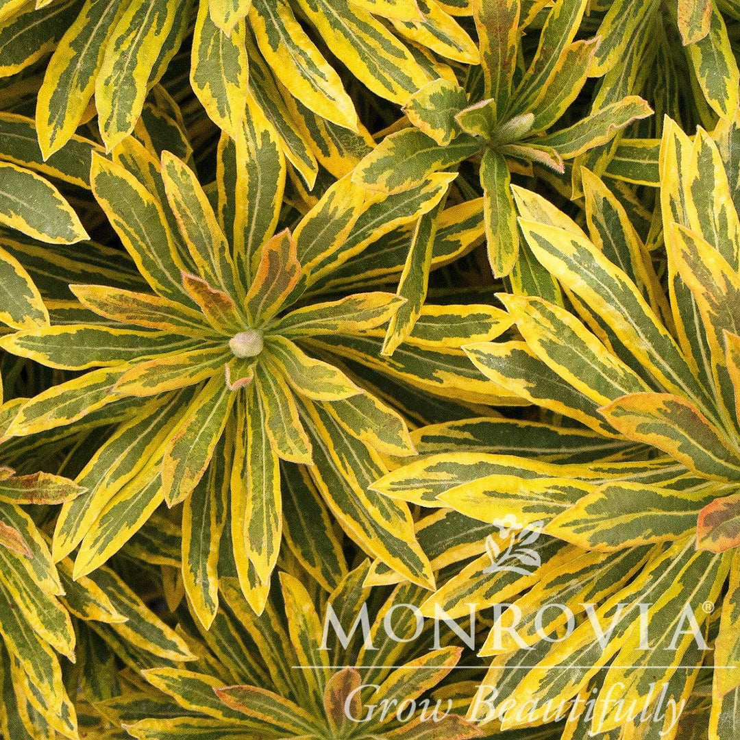 Euphorbia x martinii 'Ascot Rainbow' ~ Monrovia® Ascot Rainbow Spurge-ServeScape