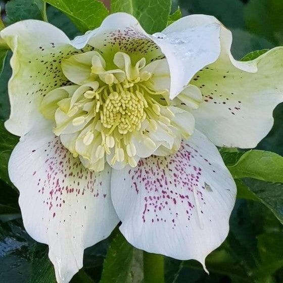 Helleborus x hybridus Frostkiss® 'Tutu White' ~ Frostkiss Tutu White Lenten Rose-ServeScape
