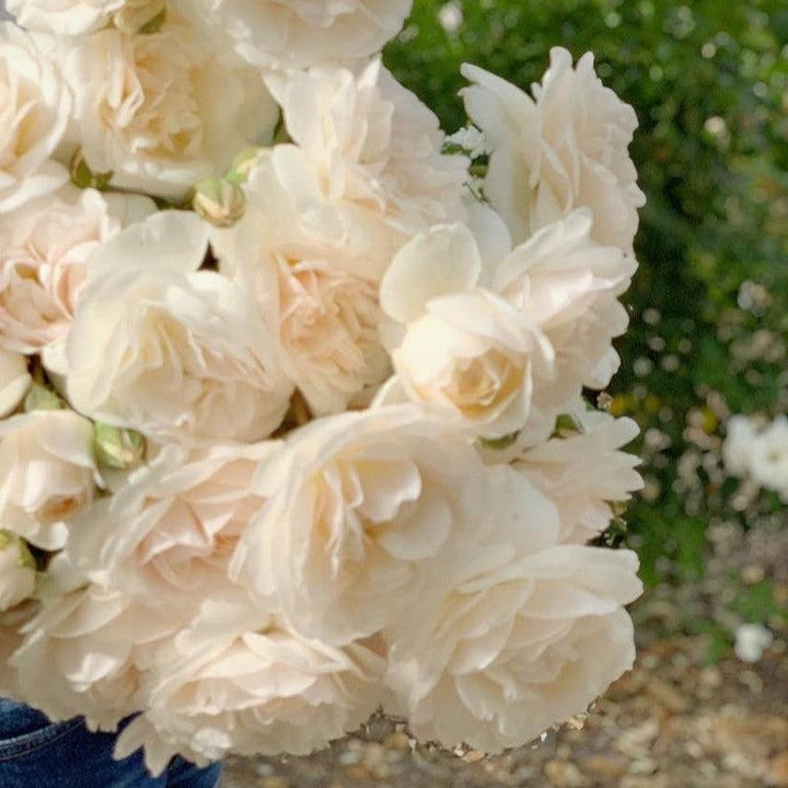 Rosa 'Lichfield Angel' ~ Lichfield Angel Rose-ServeScape