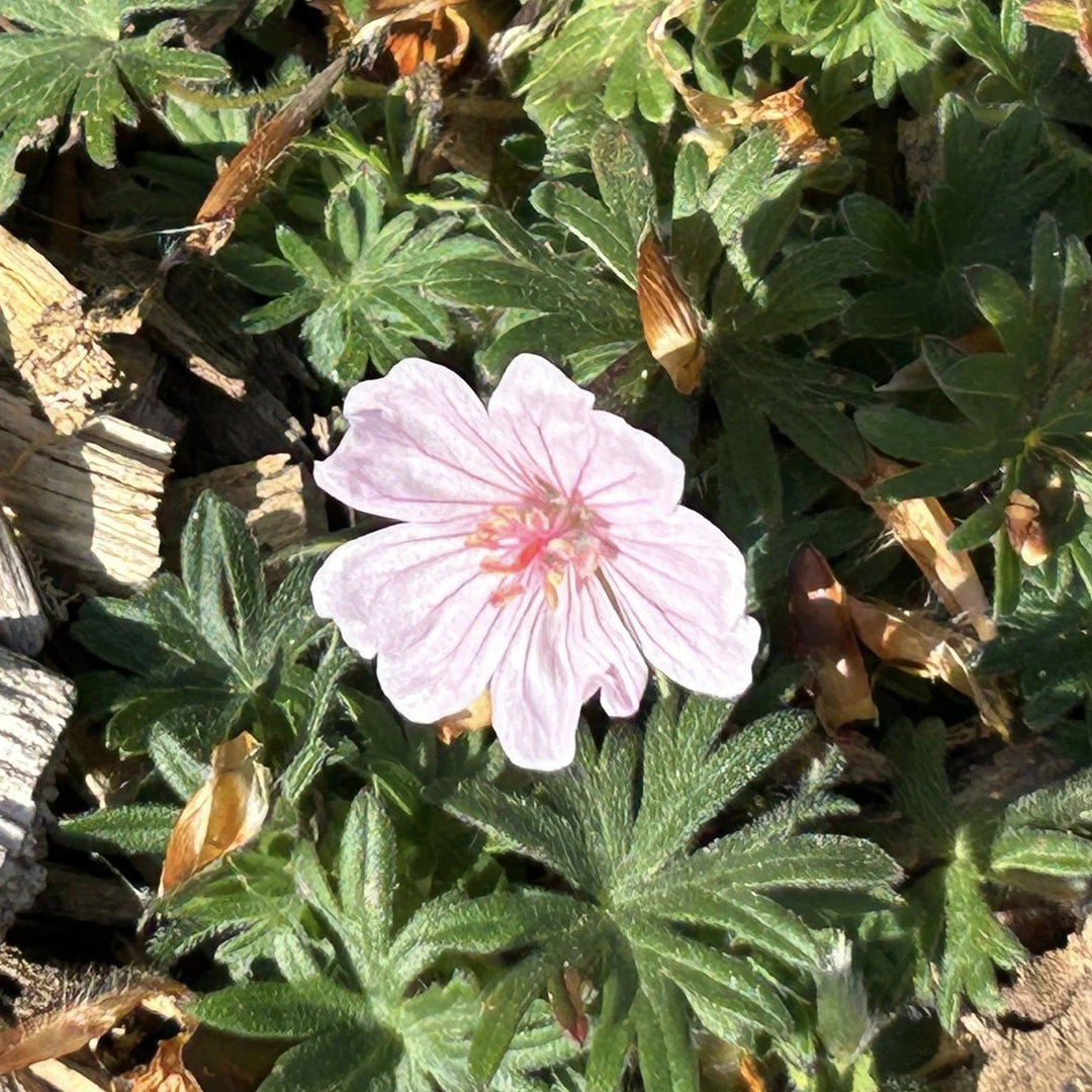 Geranium sanguineum 'Pink Summer' ~ Pink Summer Cranesbill-ServeScape