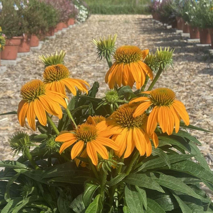 Echinacea x 'Guatemala Gold' ~ Monrovia® Guatemala™ Gold Coneflower-ServeScape