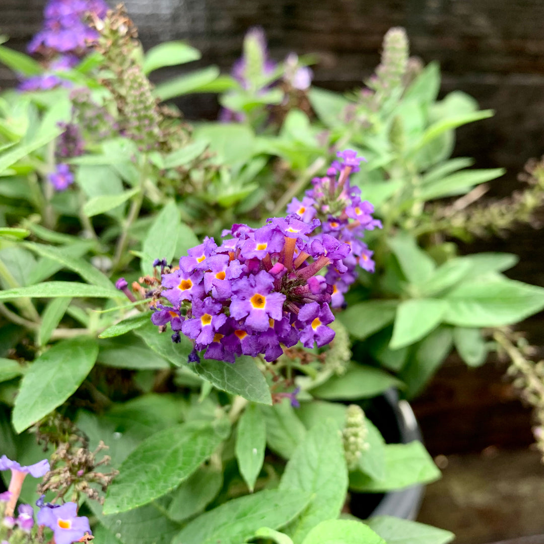 Buddleia davidii 'SMNBDBT' PP#28,794 ~ Pugster Blue® Dwarf Butterfly Bush-ServeScape