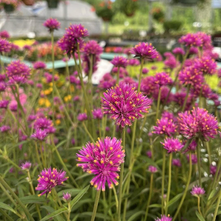 Gomphrena 'Fireball Pink' ~ Fireball Pink Globe Amaranth-ServeScape