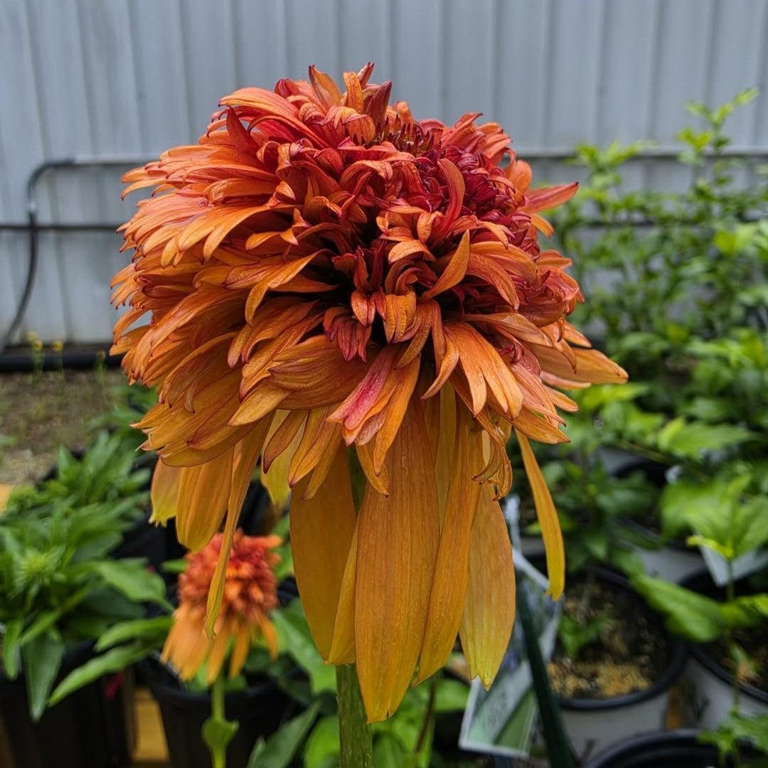 Echinacea purpurea 'Marmalade' ~ Marmalade Echinacea-ServeScape