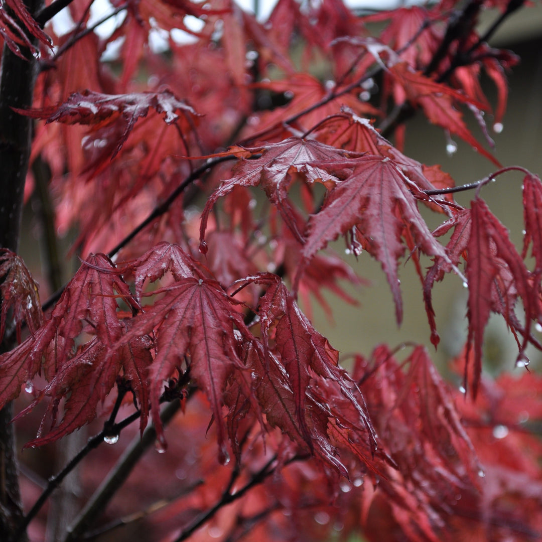 Acer palmatum 'Purple Ghost' ~ Purple Ghost Japanese Maple-ServeScape