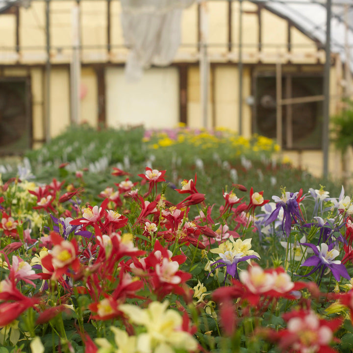 Aquilegia caerulea 'Kirigami Mix' ~ Kirigami™ Mix Columbine-ServeScape