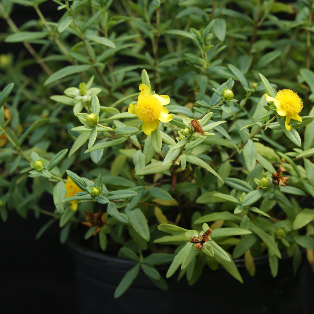 Hypericum frondosum 'Sunburst' ~ Sunburst St. John's Wort-ServeScape