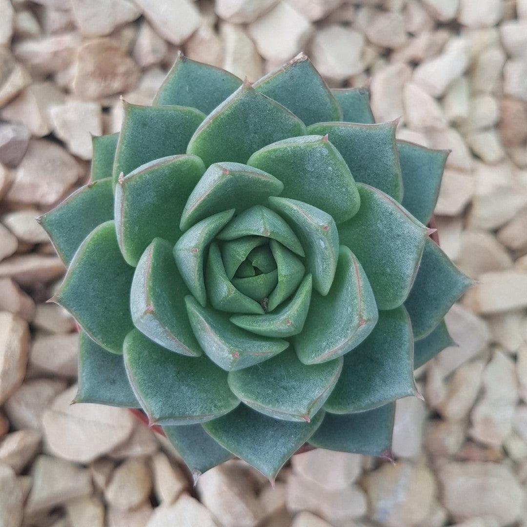 Echeveria purpusorum 'Green Gilva' ~ Green Gilva Echeveria-ServeScape