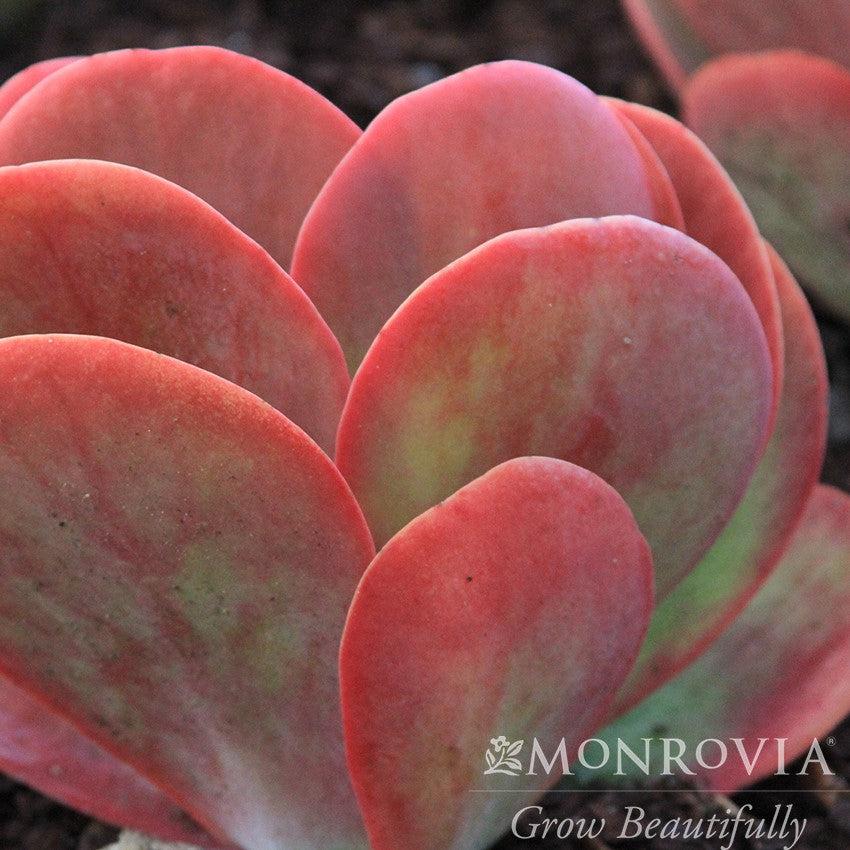 Kalanchoe thyrsiflora 'Desert Rose' ~ Monrovia® Desert Rose Paddle Plant-ServeScape