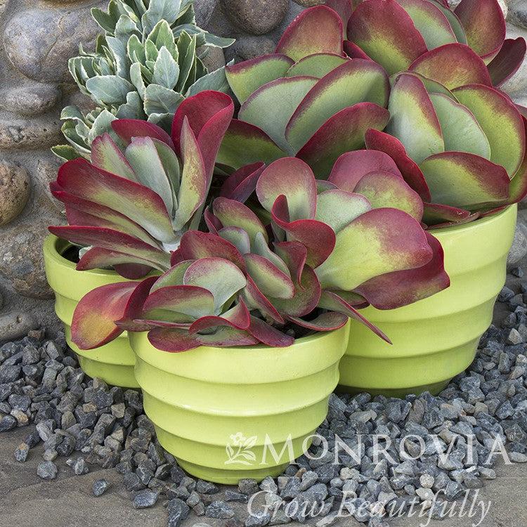 Kalanchoe thyrsiflora 'Desert Rose' ~ Monrovia® Desert Rose Paddle Plant-ServeScape