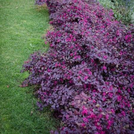 Loropetalum chinense 'Plum Gorgeous' ~ Bloomin' Easy® Plum Gorgeous™ Fringe Flower-ServeScape